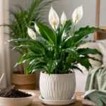 Caring for Peace Lily Plants A Complete Indoor Guide