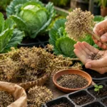 How to Get Cabbage Seeds for Gardening