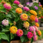 Lantana Plant Care Growing Tips, Colors & Varieties