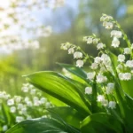 Lily of the Valley Meaning Love, Hope and Renewa