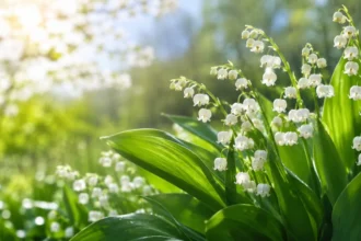 Lily of the Valley Meaning Love, Hope and Renewa