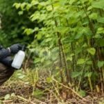 Weed Killer to Kill Japanese Knotweed