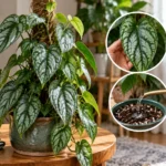 Monstera Siltepecana Care Easy Growing Guide