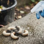 What Kills Maggots Instantly Fast Solutions That Work