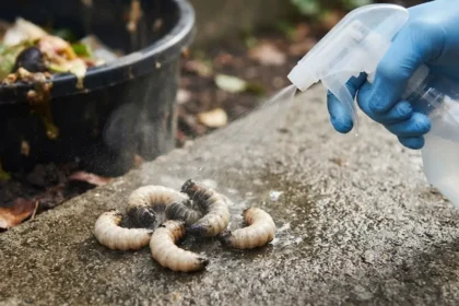What Kills Maggots Instantly Fast Solutions That Work